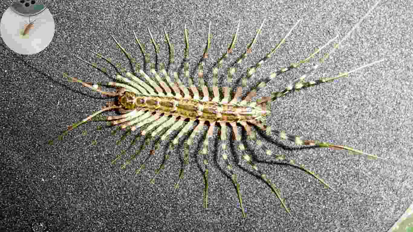 are house centipedes bad