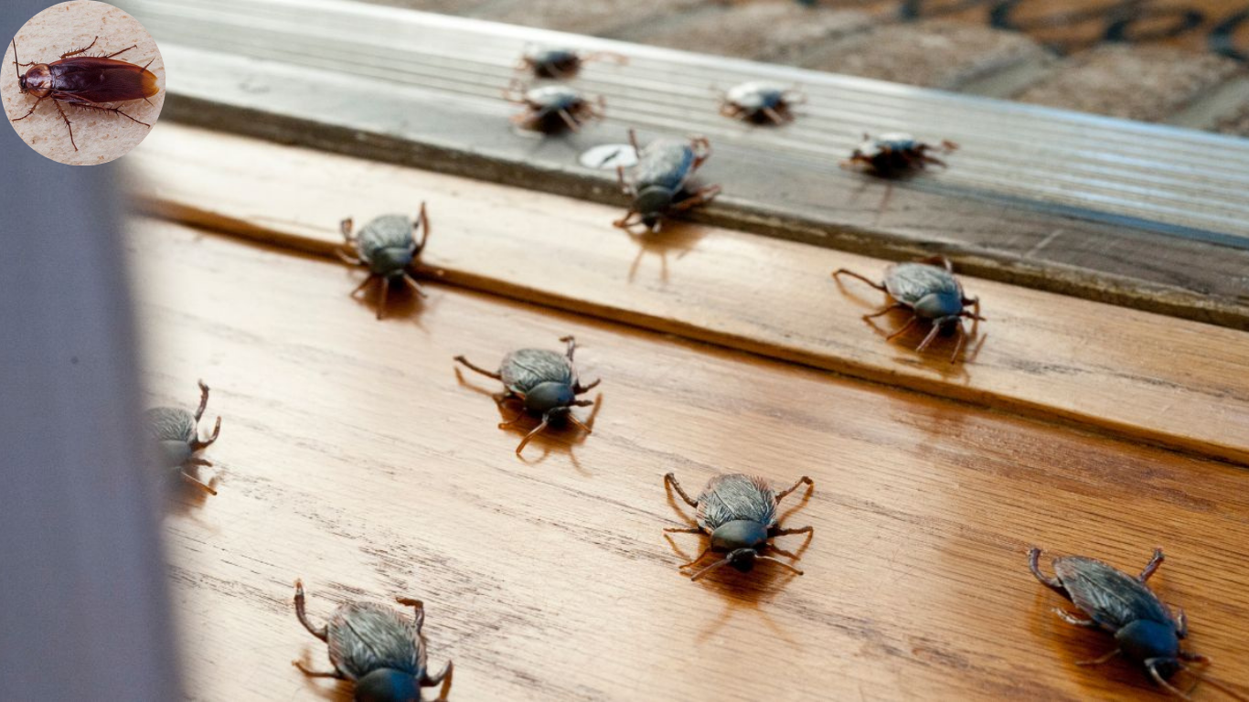 does cockroaches mean your house is dirty