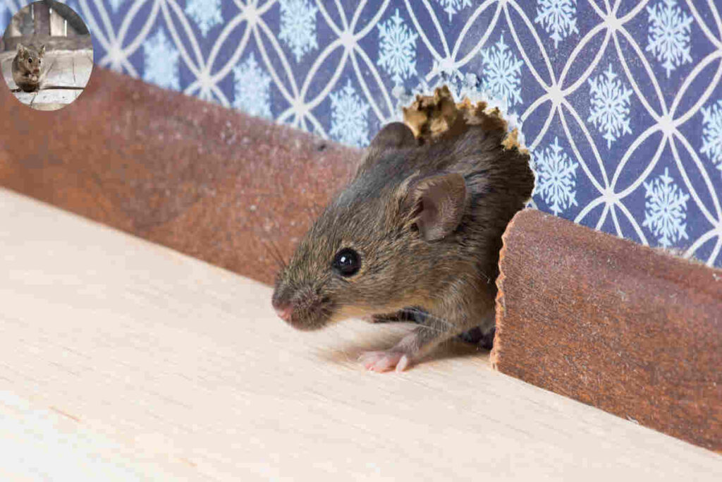 how fast do house mice reproduce