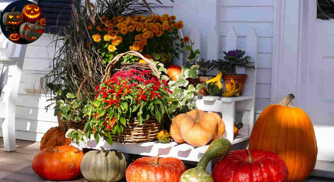 can decorative pumpkins be eaten