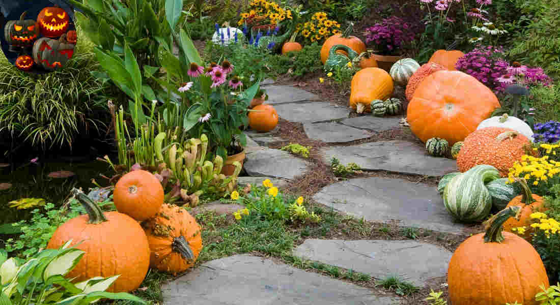can decorative pumpkins be eaten