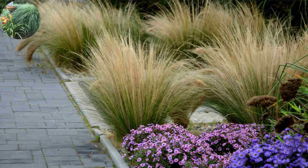 when to cut decorative grasses