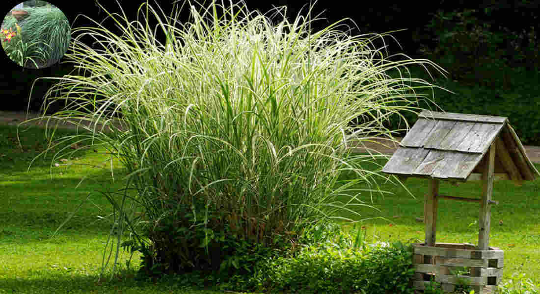 when to cut decorative grasses