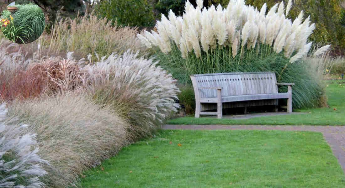 when to cut decorative grasses