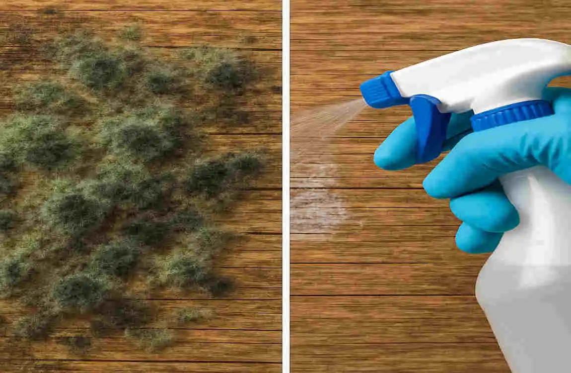 how to use vinegar to kill mold house on wood