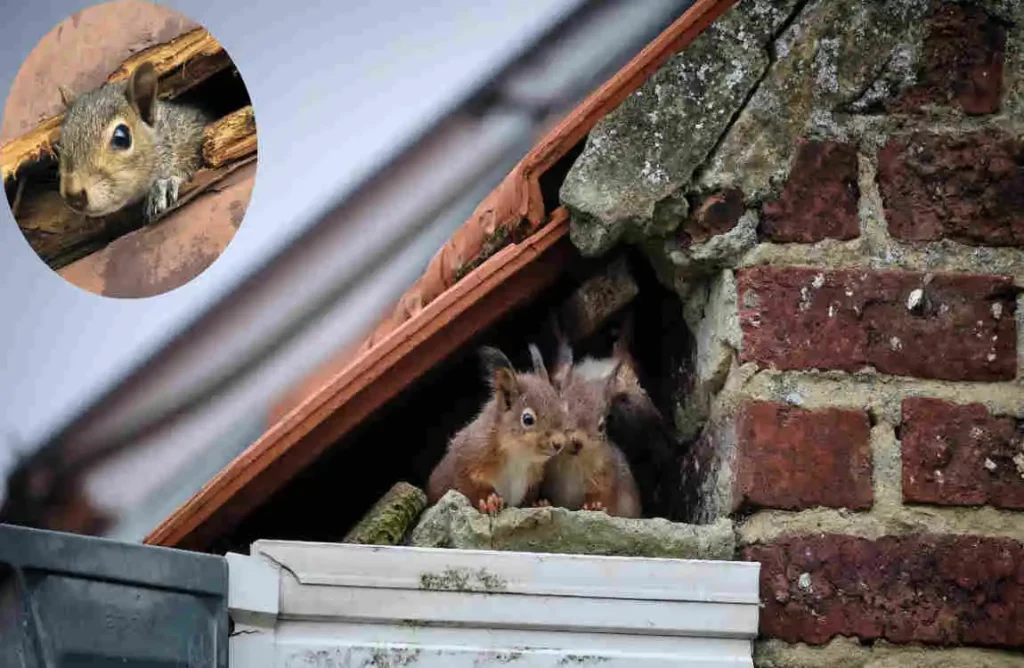how do squirrels get in the house