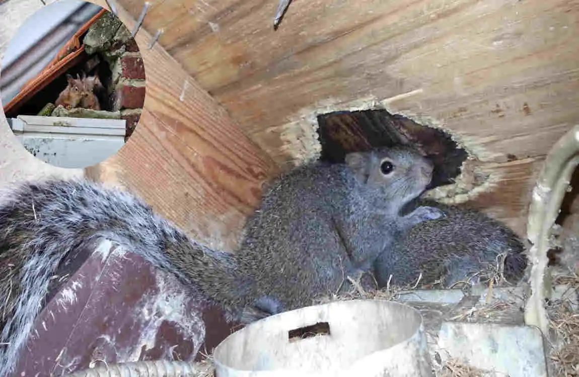 how do squirrels get in the house