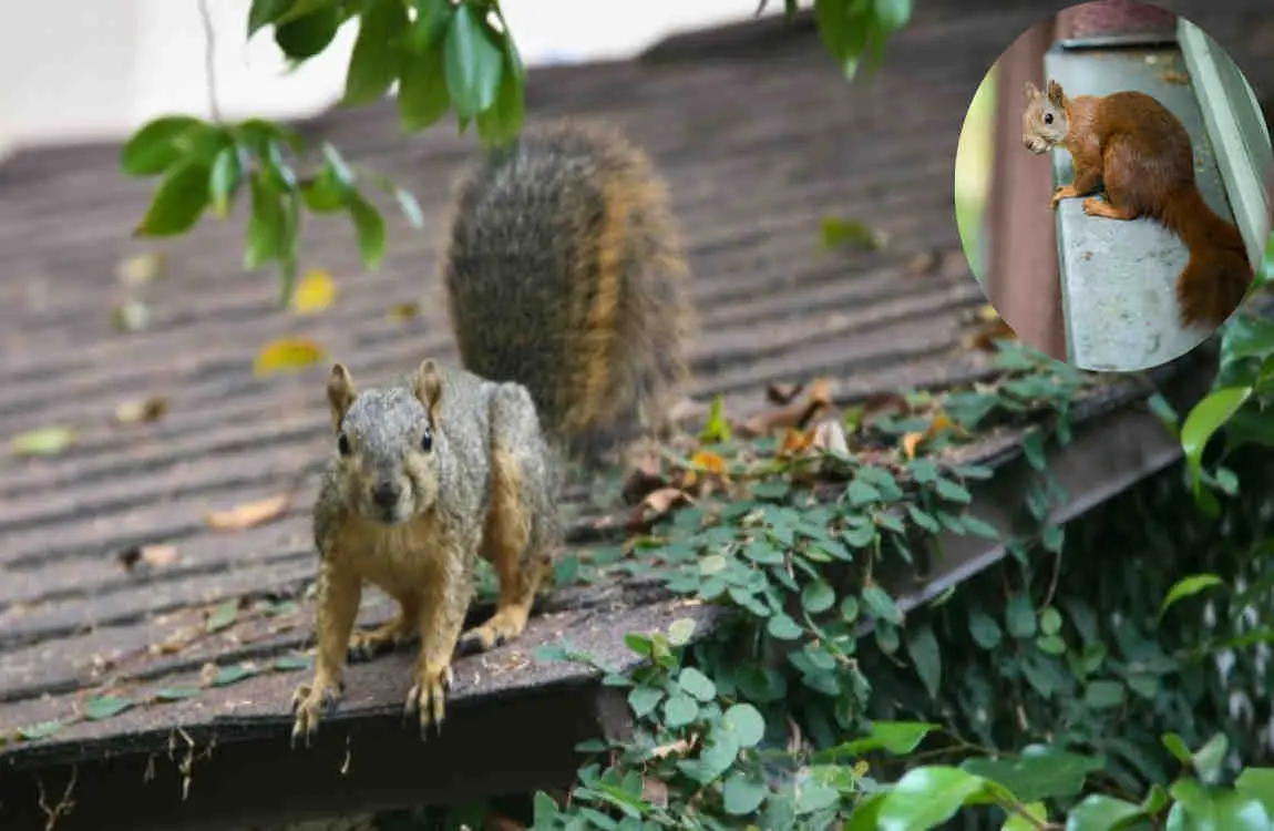how do squirrels get in the house