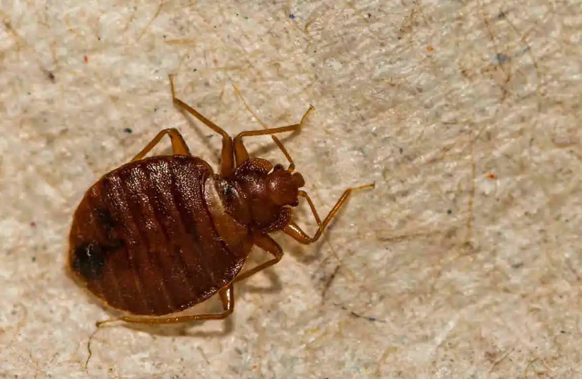 Can Bed Bugs Live in Laminate Flooring? House Cleaning Tips to Check & Eliminate Them Fast